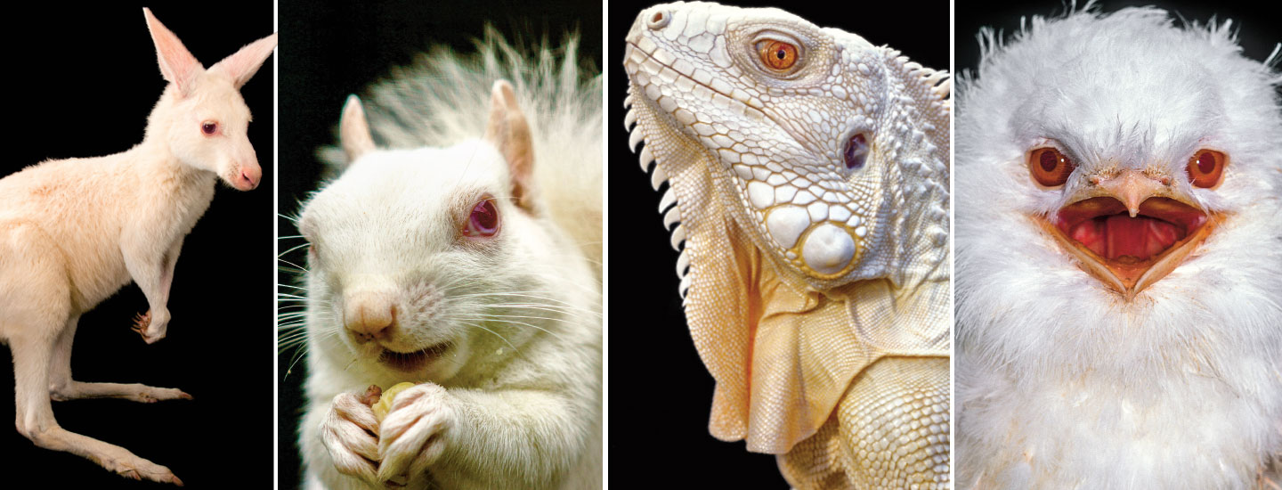 A composite photo of an albino, all-white, kangaroo, squirrel, iguana, and bird.