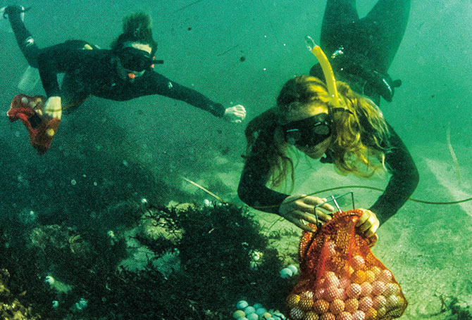 Two divers collect golf balls from the bottom of the ocean.