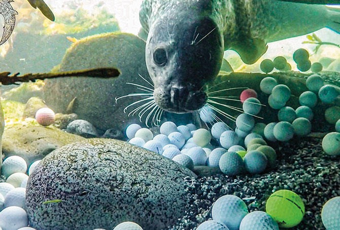 A seal swims near many golf balls at the bottom of the ocean.