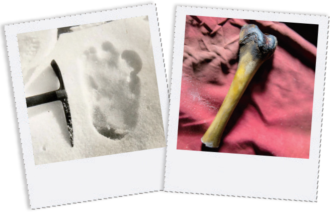 A photo shows a pickaxe next to a large footprint in the snow. Another photo shows a large bone.