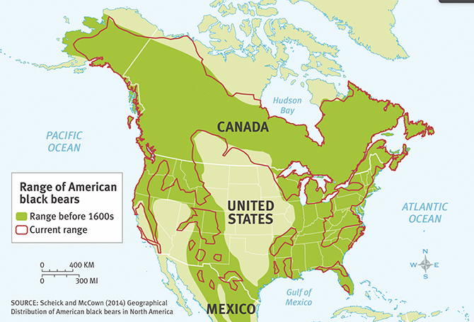 A map comparing the range of black bears in the 1600s to the range of black bears today