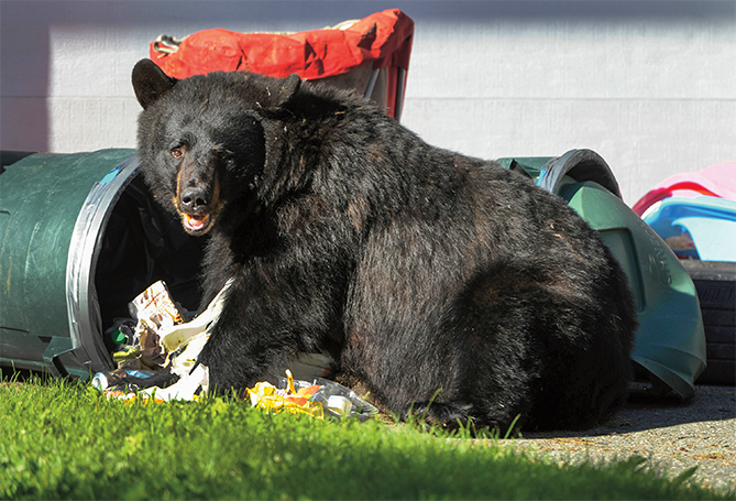 A black bear sitting next to an overturned trashcan