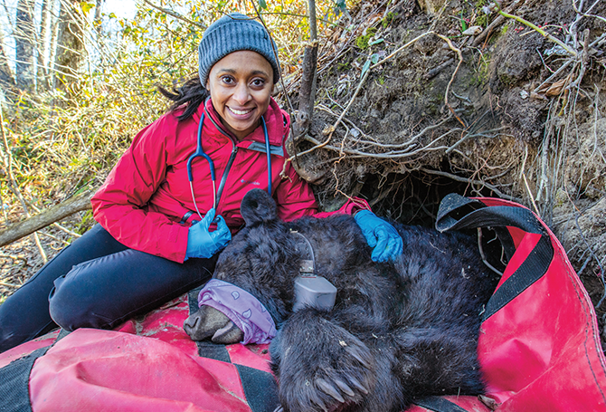 A woman sitting next to a sleeping black bear, which has a bandana tied around its nose and a collar