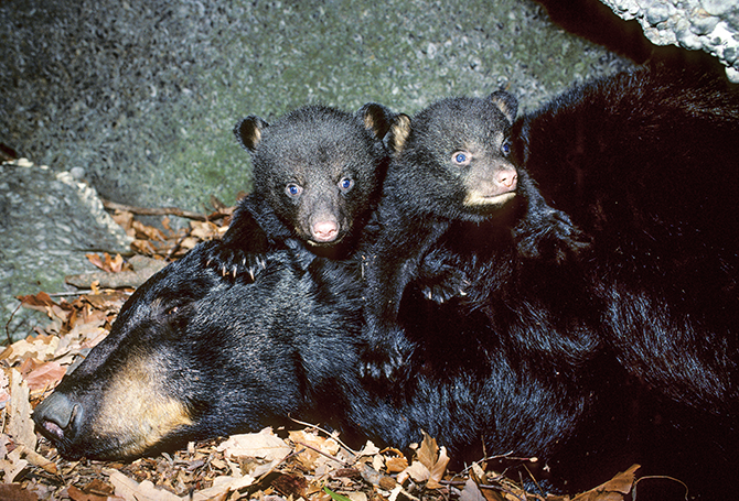 Two bear cubs crawling atop a large adult bear, which is lying on the ground
