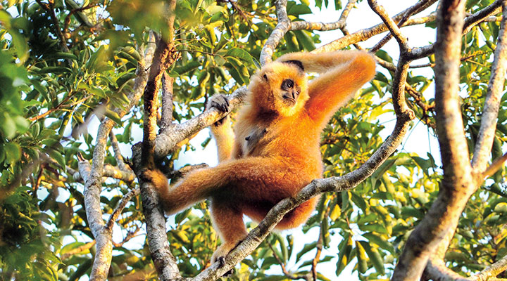 An fluffy orange monkey holding onto a tree branch