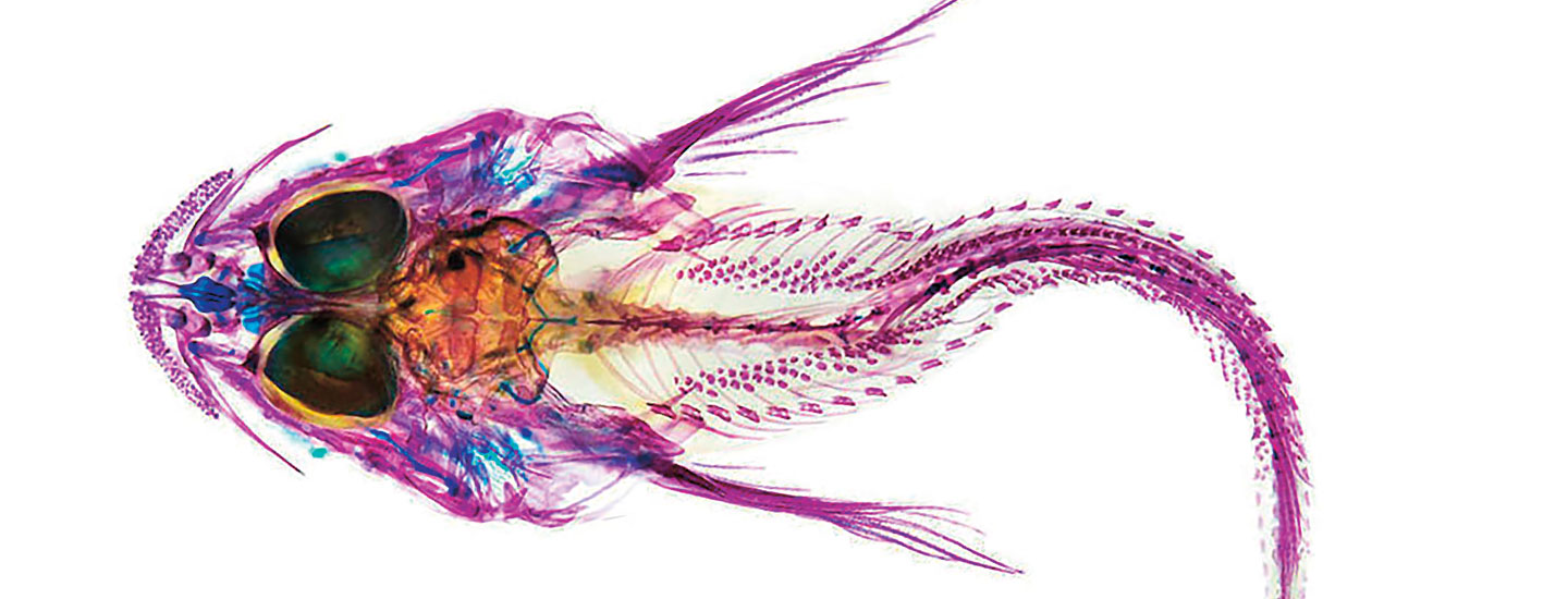 A colored image of a fish&apos;s insides, in purple, blue, red and green