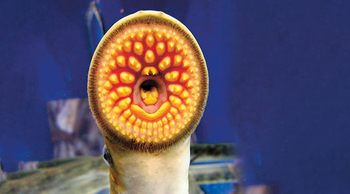 A fish that has a round open mouth with circles of pointy yellow teeth
