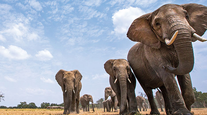 A elephant leading her herd, all of whom are facing the camera and towering above it