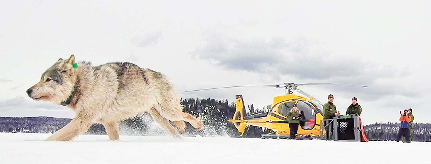 Wolf in snowy landscape with helicopter and people in the background