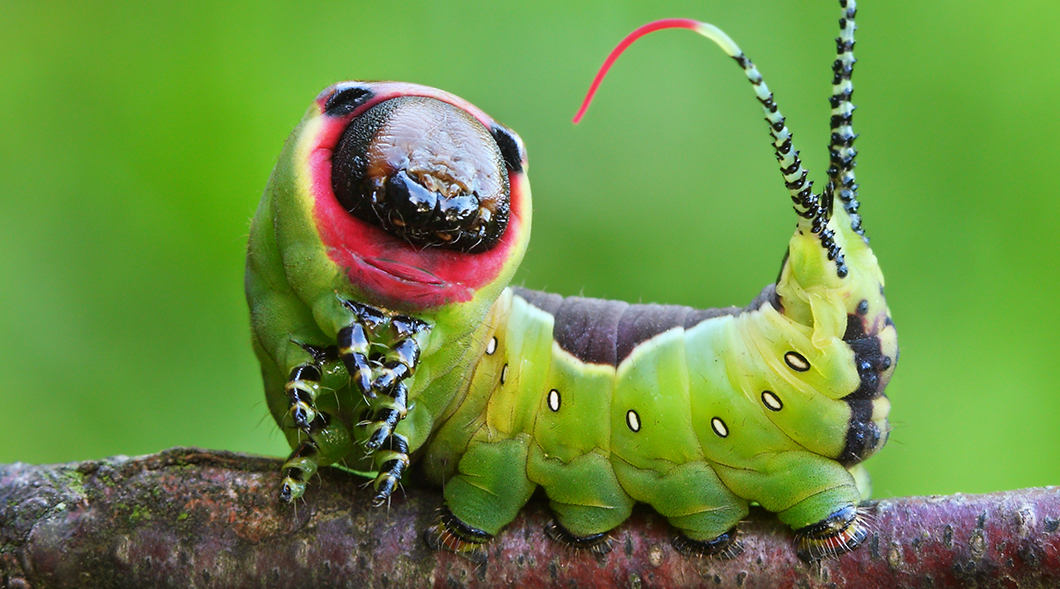 Green colorful caterpillar on a branch