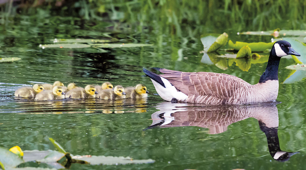 Mother duck swimming with her ducklings behind her