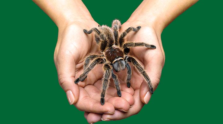 Hands holding tarantula 