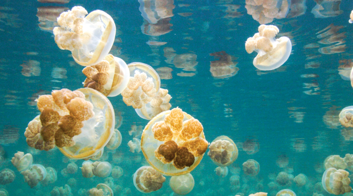 Image of a species of jellyfish swimming underwater