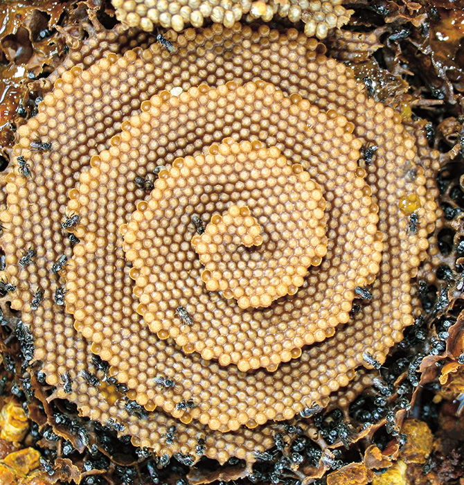 Enlargeable image of a fractal honeycomb