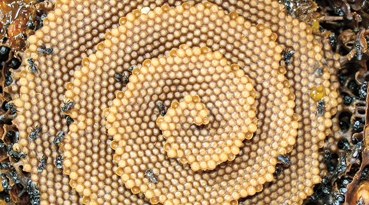 Image of a fractal honeycomb