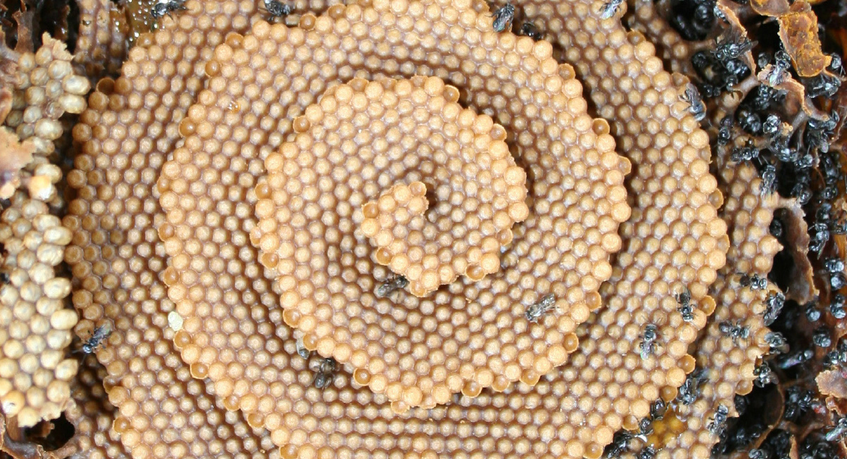 Image of a fractal honeycomb