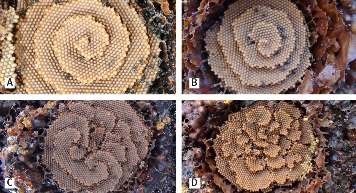 Image of four different beehives built in unique patterns