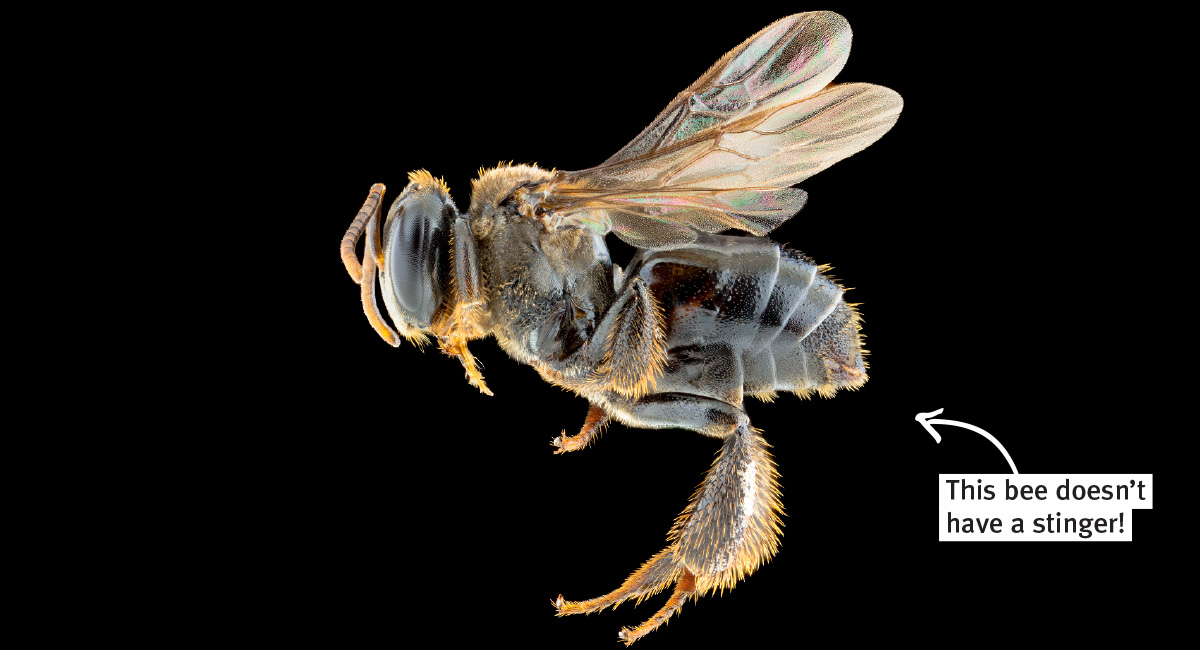 Close-up image of a bee and an arrow indicating their stinger