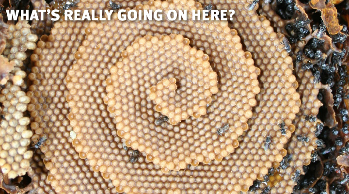 Image of a fractal honeycomb with text, "What Is Going on Here?"
