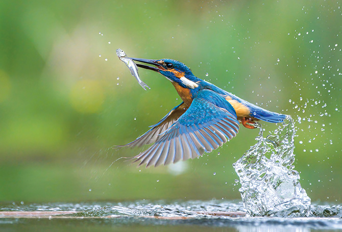 Enlargeable image of a bird swimming out of the water with a fish in its mouth