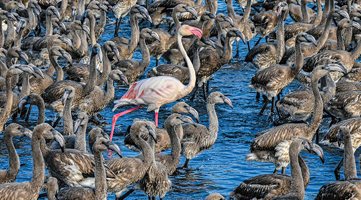 One pink adult flamingo among a group of dark brown flamingo chicks