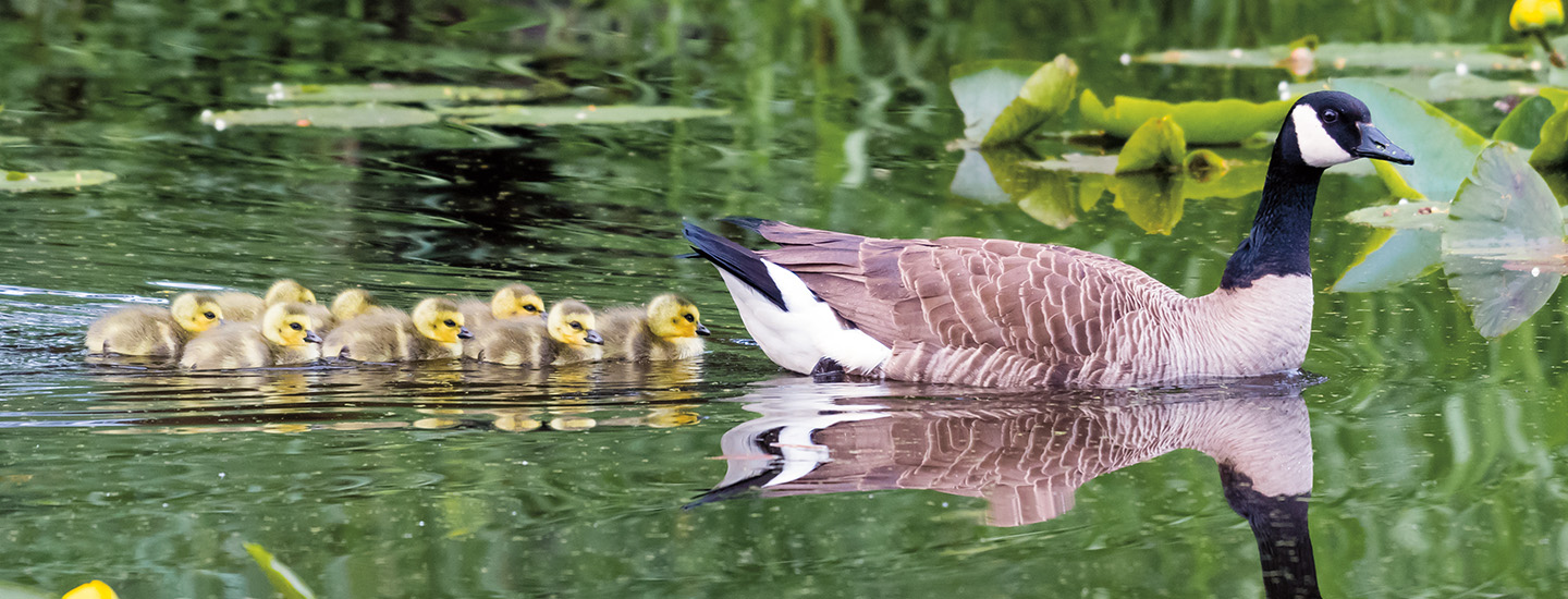 Mother duck swimming with her ducklings behind her
