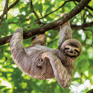 Sloth on a branch