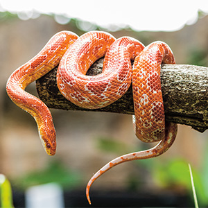 Snake on a branch