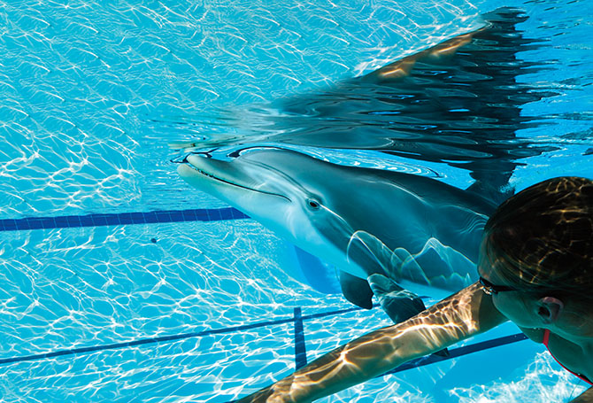 Robot dolphin swimming next to a person in a swimming pool